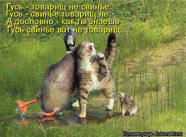 Котоматрица: Гусь - товарищ не свинье. Гусь - свинье товарищ не. А дословно - как ты знаешь - Гусь свинье вот не товарищ…