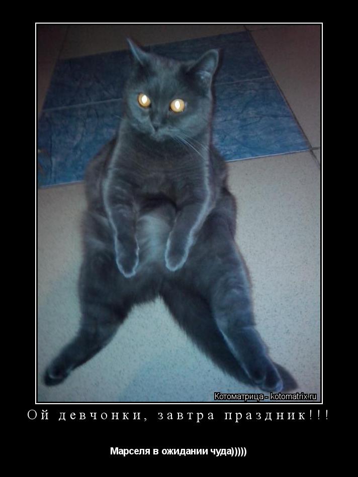 Ой девчонки, завтра праздник!!! Марселя в ожидании чуда)))))... Котоматрица: Ой девчонки, завтра праздник!!! Марселя в ожидании чуда)))))
