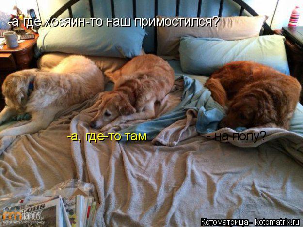 -а где хозяин-то наш примостился? -а, где-то там - на полу?... Котоматрица: -а где хозяин-то наш примостился? -а, где-то там - на полу?