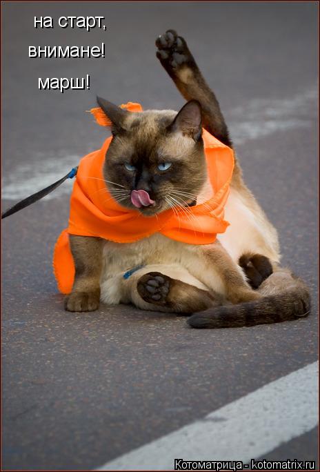 на старт, внимане! марш!... Котоматрица: на старт, внимане! марш!