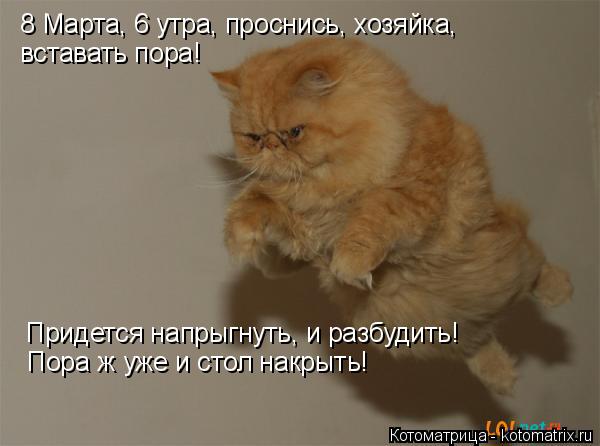 Котоматрица: 8 Марта, 6 утра, проснись, хозяйка,  вставать пора! Придется напрыгнуть, и разбудить! Пора ж уже и стол накрыть!