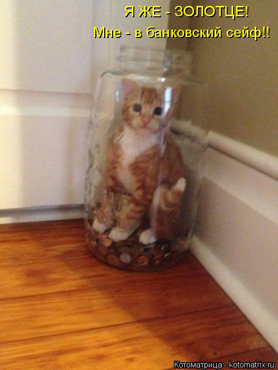 Мне - в банковский сейф!! Я ЖЕ - ЗОЛОТЦЕ!... Котоматрица: Мне - в банковский сейф!! Я ЖЕ - ЗОЛОТЦЕ!