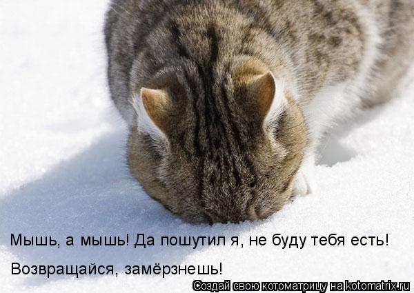 Мышь, а мышь! Да пошутил я, не буду тебя есть! Возвращайся, замёрзнешь!... Котоматрица: Мышь, а мышь! Да пошутил я, не буду тебя есть! Возвращайся, замёрзнешь!