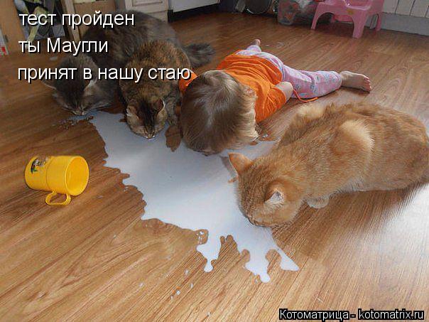 тест пройден ты Маугли принят в нашу стаю... Котоматрица: тест пройден ты Маугли принят в нашу стаю