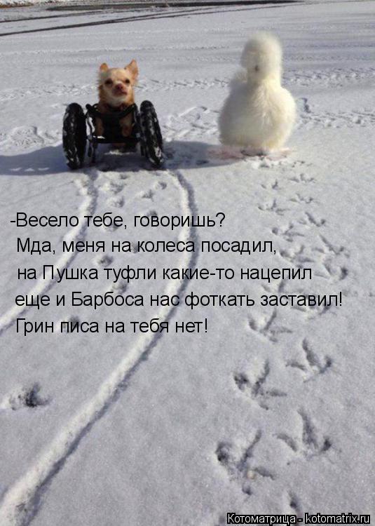 -Весело тебе, говоришь? Мда, меня на колеса посадил, на Пушка туфли какие-то нацепил еще и Барбоса на... Котоматрица: -Весело тебе, говоришь? Мда, меня на колеса посадил, на Пушка туфли какие-то нацепил еще и Барбоса нас фоткать заставил! Грин писа на тебя нет!