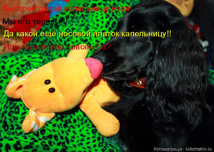 Быстрей давай капельницу неси! Мы его теряем!!! Да какой ещё носовой платок капельницу!! Или ты оглох... Котоматрица: Быстрей давай капельницу неси! Мы его теряем!!! Да какой ещё носовой платок капельницу!! Или ты оглохла совсем? а?