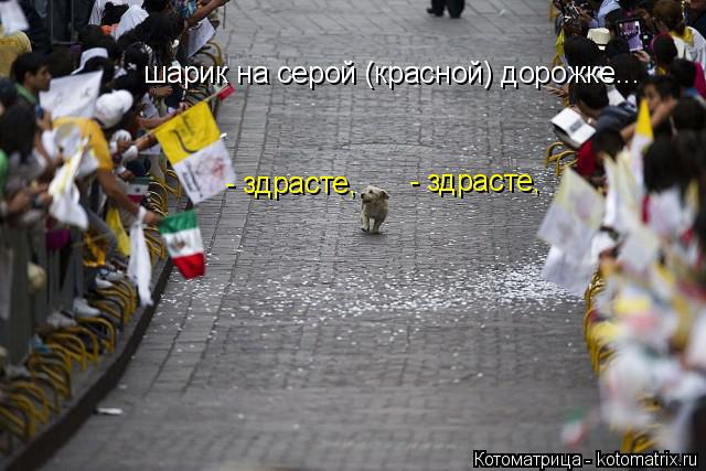 шарик на серой (красной) дорожке... - здрасте, - здрасте,... Котоматрица: шарик на серой (красной) дорожке... - здрасте, - здрасте,
