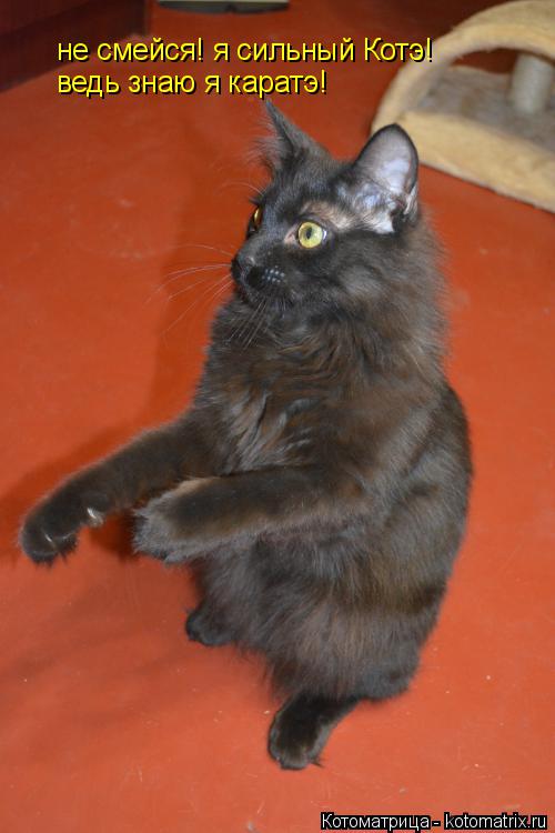 не смейся! я сильный Котэ! ведь знаю я каратэ!... Котоматрица: не смейся! я сильный Котэ! ведь знаю я каратэ!