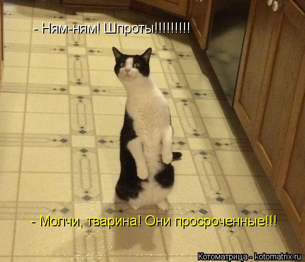 - Молчи, тварина! Они просроченные!!! - Ням-ням! Шпроты!!!!!!!!!... Котоматрица: - Молчи, тварина! Они просроченные!!! - Ням-ням! Шпроты!!!!!!!!!