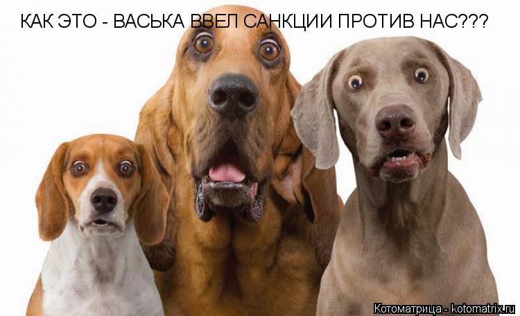 КАК ЭТО - ВАСЬКА ВВЕЛ САНКЦИИ ПРОТИВ НАС???... Котоматрица: КАК ЭТО - ВАСЬКА ВВЕЛ САНКЦИИ ПРОТИВ НАС???