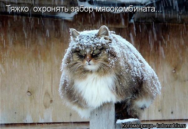 Тяжко охронять забор мясокомбината...... Котоматрица: Тяжко охронять забор мясокомбината...