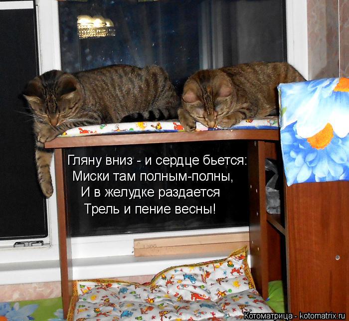 Гляну вниз - и сердце бьется: Миски там полным-полны, И в желудке раздается Трель и пение весны!... Котоматрица: Гляну вниз - и сердце бьется: Миски там полным-полны, И в желудке раздается Трель и пение весны!