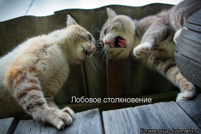 Лобовое столкновение... Котоматрица: Лобовое столкновение