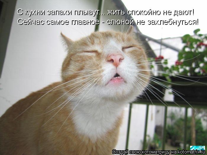 С кухни запахи плывут... жить спокойно не дают! Сейчас самое главное - слюной не захлебнуться!... Котоматрица: С кухни запахи плывут... жить спокойно не дают! Сейчас самое главное - слюной не захлебнуться!