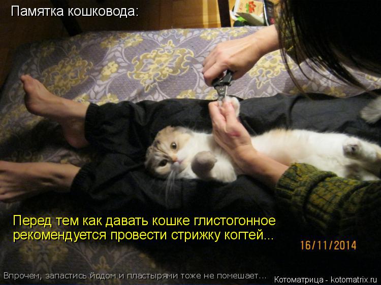 Памятка кошковода: Перед тем как давать кошке глистогонное рекомендуется провести стрижку когтей... В... Котоматрица: Памятка кошковода: Перед тем как давать кошке глистогонное рекомендуется провести стрижку когтей... Впрочем, запастись йодом и пластырями