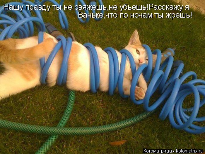 Нашу правду ты не свяжешь,не убьешь!Расскажу я Ваньке,что по ночам ты жрешь!... Котоматрица: Нашу правду ты не свяжешь,не убьешь!Расскажу я Ваньке,что по ночам ты жрешь!