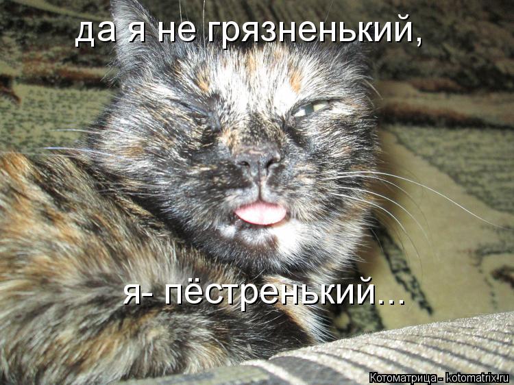 да я не грязненький, я- пёстренький...... Котоматрица: да я не грязненький, я- пёстренький...