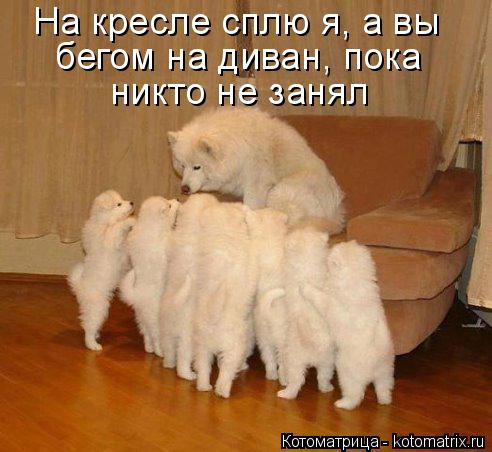На кресле сплю я, а вы бегом на диван, пока никто не занял... Котоматрица: На кресле сплю я, а вы бегом на диван, пока никто не занял