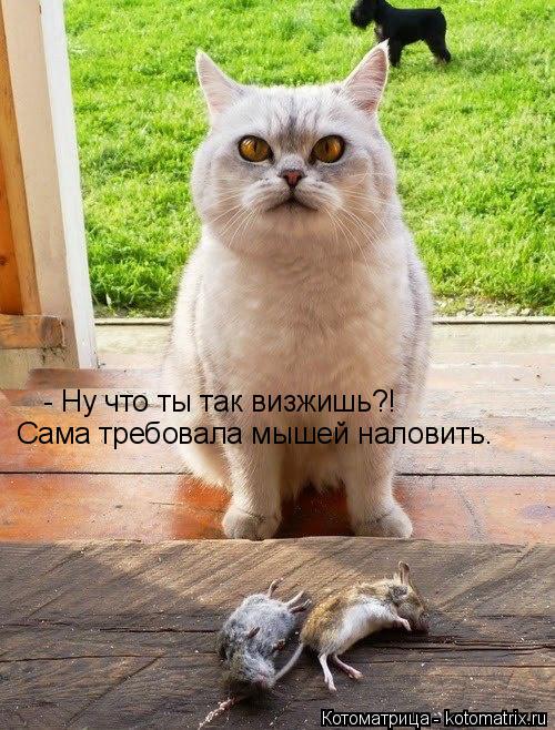 - Ну что ты так визжишь?! Сама требовала мышей наловить.... Котоматрица: - Ну что ты так визжишь?! Сама требовала мышей наловить.
