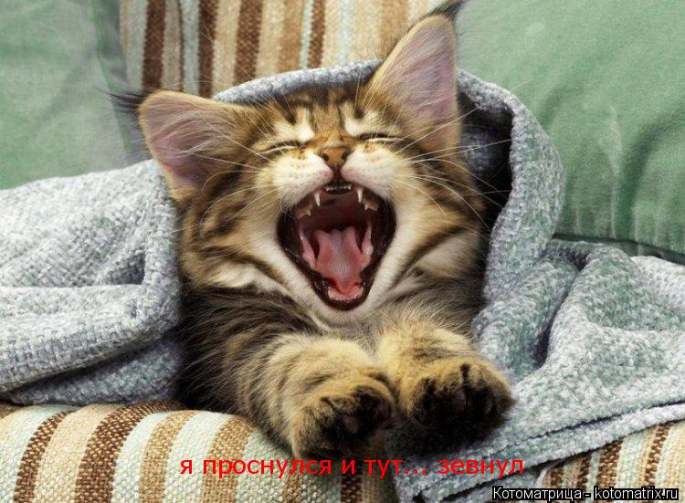 я проснулся и тут... зевнул... Котоматрица: я проснулся и тут... зевнул