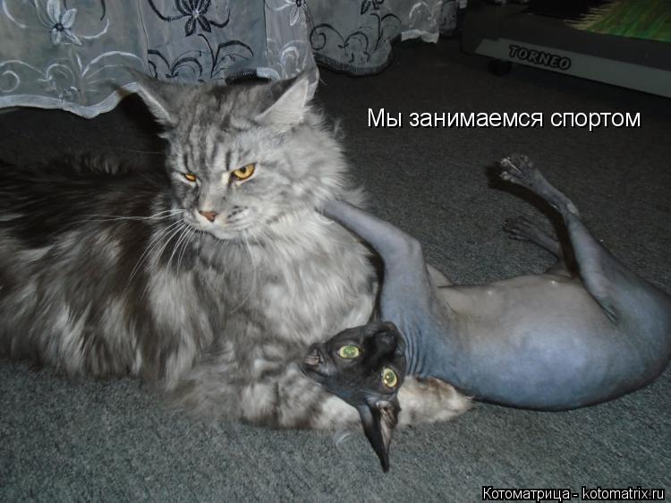 Мы занимаемся спортом... Котоматрица: Мы занимаемся спортом
