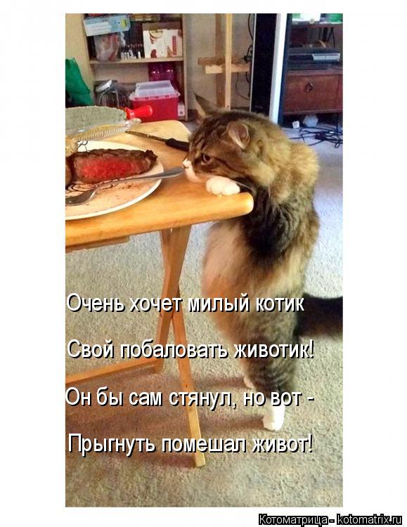 Очень хочет милый котик Свой побаловать животик! Он бы сам стянул, но вот - Прыгнуть помешал живот!... Котоматрица: Очень хочет милый котик Свой побаловать животик! Он бы сам стянул, но вот - Прыгнуть помешал живот!