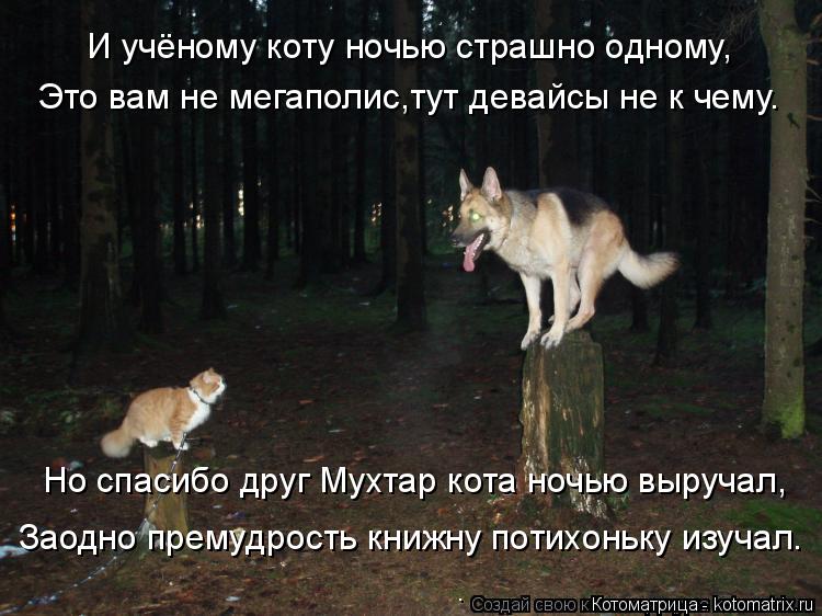 Котоматрица: Это вам не мегаполис,тут девайсы не к чему. И учёному коту ночью страшно одному, Но спасибо друг Мухтар кота ночью выручал, Заодно премудрос