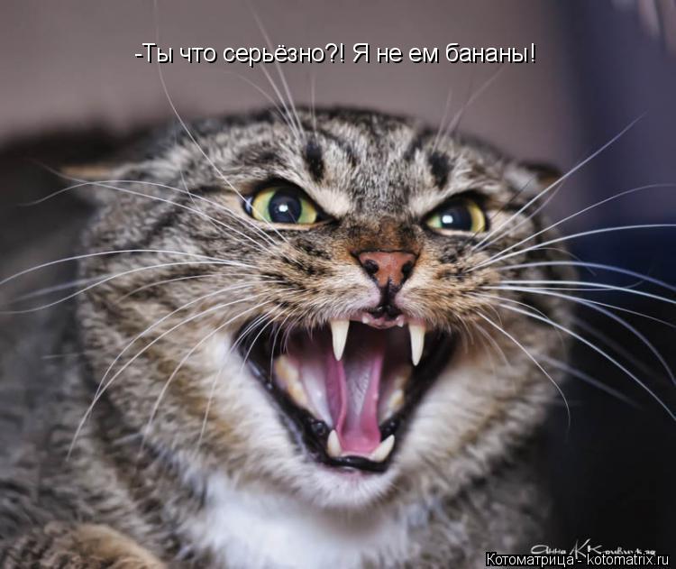 -Ты что серьёзно?! Я не ем бананы!... Котоматрица: -Ты что серьёзно?! Я не ем бананы!