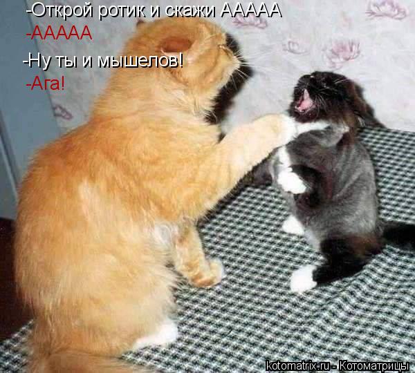 -Открой ротик и скажи ААААА -ААААА -Ну ты и мышелов! -Ага!... Котоматрица: -Открой ротик и скажи ААААА -ААААА -Ну ты и мышелов! -Ага!