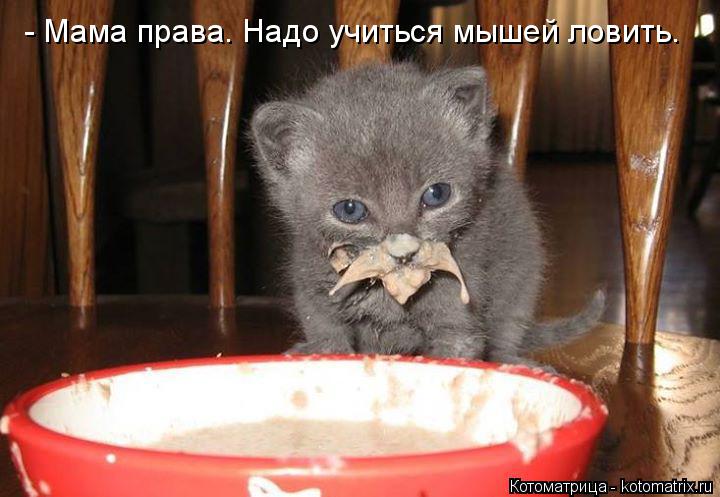 - Мама права. Надо учиться мышей ловить.... Котоматрица: - Мама права. Надо учиться мышей ловить.