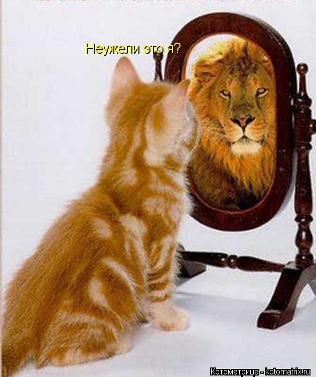 Неужели это я?... Котоматрица: Неужели это я?