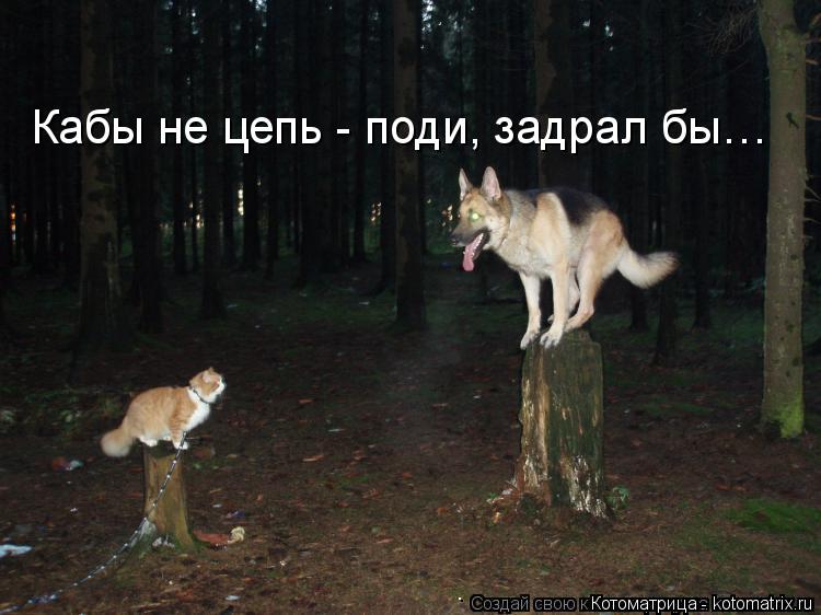 Кабы не цепь - поди, задрал бы…... Котоматрица: Кабы не цепь - поди, задрал бы…