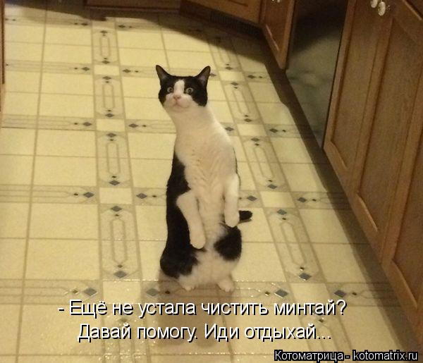 - Ещё не устала чистить минтай? Давай помогу. Иди отдыхай...... Котоматрица: - Ещё не устала чистить минтай? Давай помогу. Иди отдыхай...