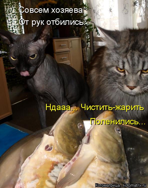 Совсем хозяева От рук отбились. Ндааа... Чистить-жарить Поленились...... Котоматрица: Совсем хозяева От рук отбились. Ндааа... Чистить-жарить Поленились...