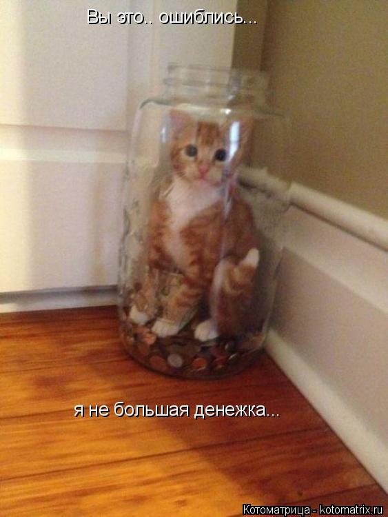 Вы это.. ошиблись... я не большая денежка...... Котоматрица: Вы это.. ошиблись... я не большая денежка...