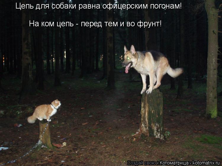 Цепь для собаки равна офицерским погонам! На ком цепь - перед тем и во фрунт!... Котоматрица: Цепь для собаки равна офицерским погонам! На ком цепь - перед тем и во фрунт!