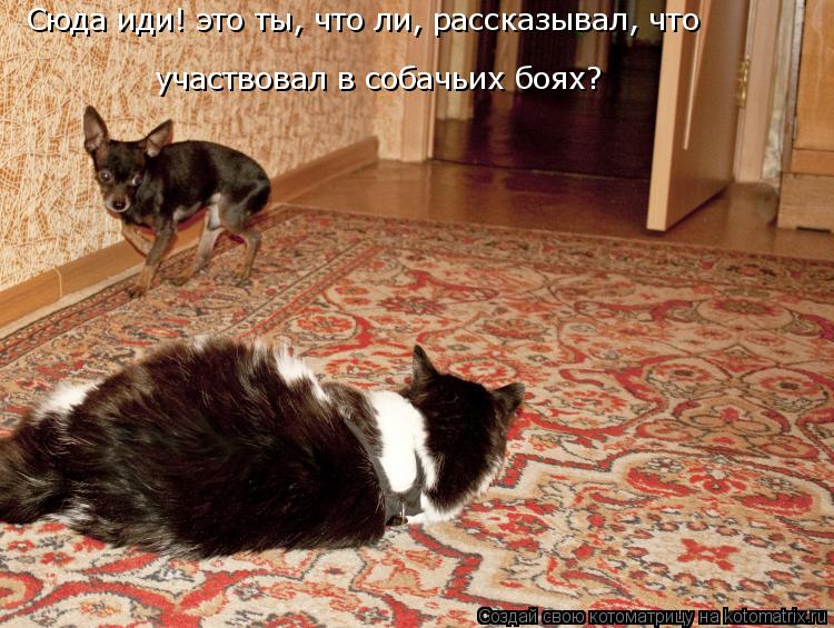 участвовал в собачьих боях? Сюда иди! это ты, что ли, рассказывал, что... Котоматрица: участвовал в собачьих боях? Сюда иди! это ты, что ли, рассказывал, что
