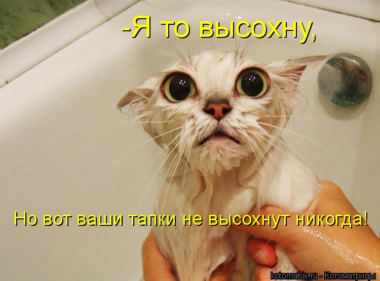 -Я то высохну, Но вот ваши тапки не высохнут никогда!... Котоматрица: -Я то высохну, Но вот ваши тапки не высохнут никогда!
