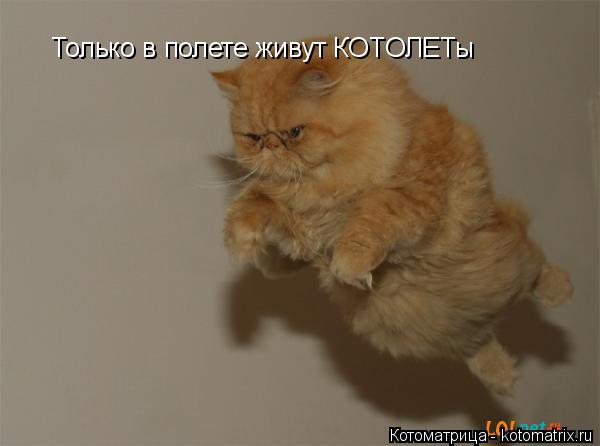 Только в полете живут КОТОЛЕТы... Котоматрица: Только в полете живут КОТОЛЕТы