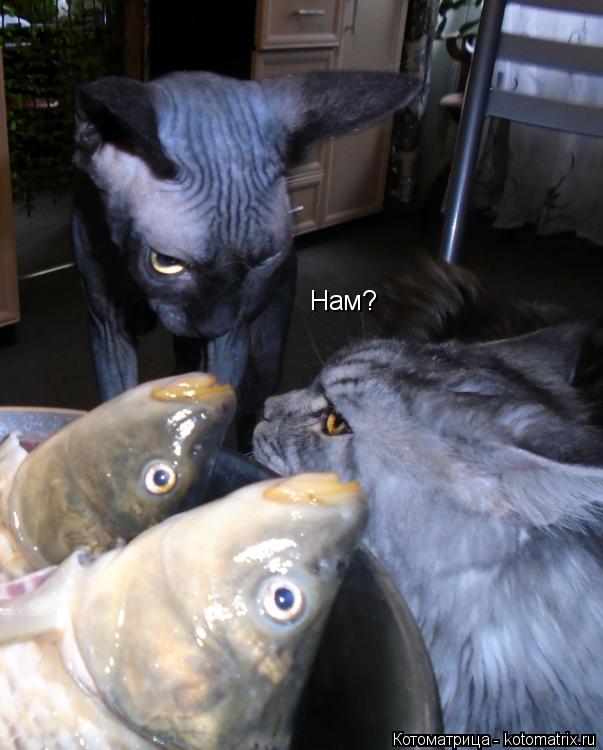 Нам?... Котоматрица: Нам?