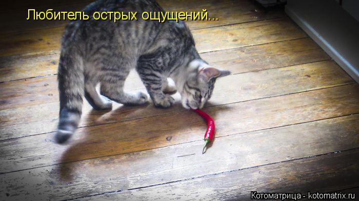 Любитель острых ощущений...... Котоматрица: Любитель острых ощущений...