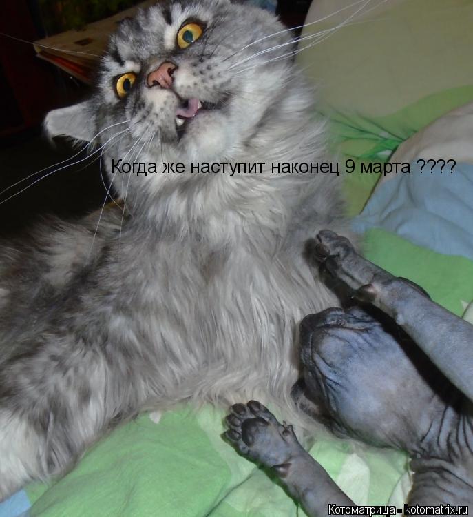 Когда же наступит наконец 9 марта ????... Котоматрица: Когда же наступит наконец 9 марта ????