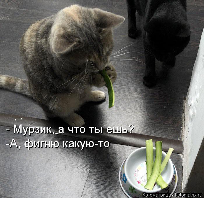 - Мурзик, а что ты ешь? -А, фигню какую-то... Котоматрица: - Мурзик, а что ты ешь? -А, фигню какую-то