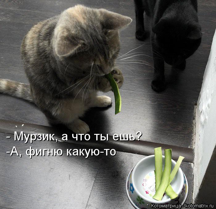 Котоматрица: - Мурзик, а что ты ешь? -А, фигню какую-то