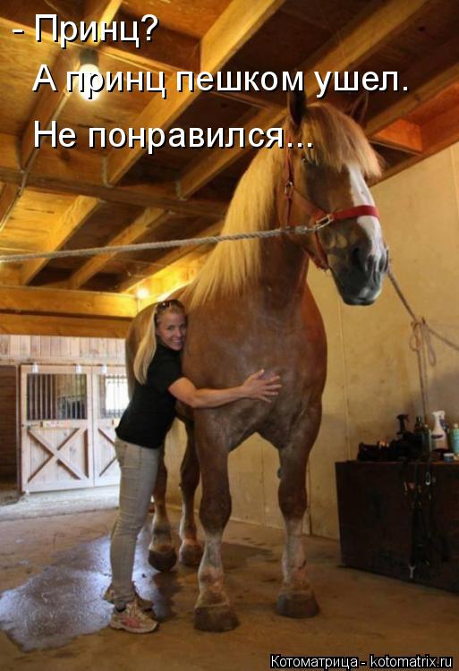 - Принц? А принц пешком ушел. Не понравился...... Котоматрица: - Принц? А принц пешком ушел. Не понравился...