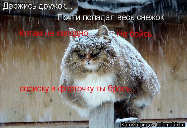 Держись дружок... Почти попадал весь снежок... -Котам не холодно... Не бойсь... сосиску в форточку ты... Котоматрица: Держись дружок... Почти попадал весь снежок... -Котам не холодно... Не бойсь... сосиску в форточку ты брось,,,