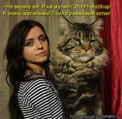 - Не верьте ей! Я не мутант!Это PhotoShop! Я очень маленький 7-килограммовый котик!... Котоматрица: - Не верьте ей! Я не мутант!Это PhotoShop! Я очень маленький 7-килограммовый котик!