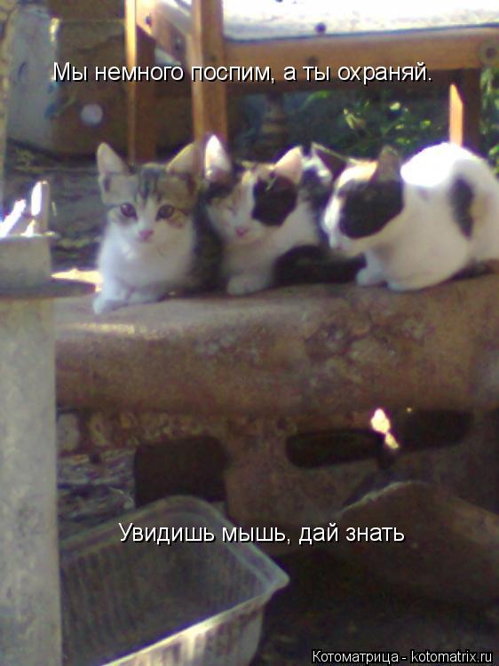 Мы немного поспим, а ты охраняй. Увидишь мышь, дай знать... Котоматрица: Мы немного поспим, а ты охраняй. Увидишь мышь, дай знать
