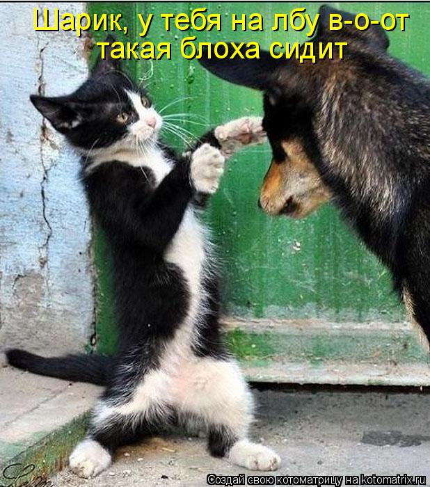 Шарик, у тебя на лбу в-о-от такая блоха сидит... Котоматрица: Шарик, у тебя на лбу в-о-от такая блоха сидит