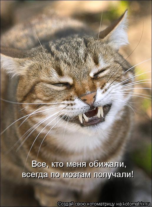 Все, кто меня обижали, всегда по мозгам получали!... Котоматрица: Все, кто меня обижали, всегда по мозгам получали!